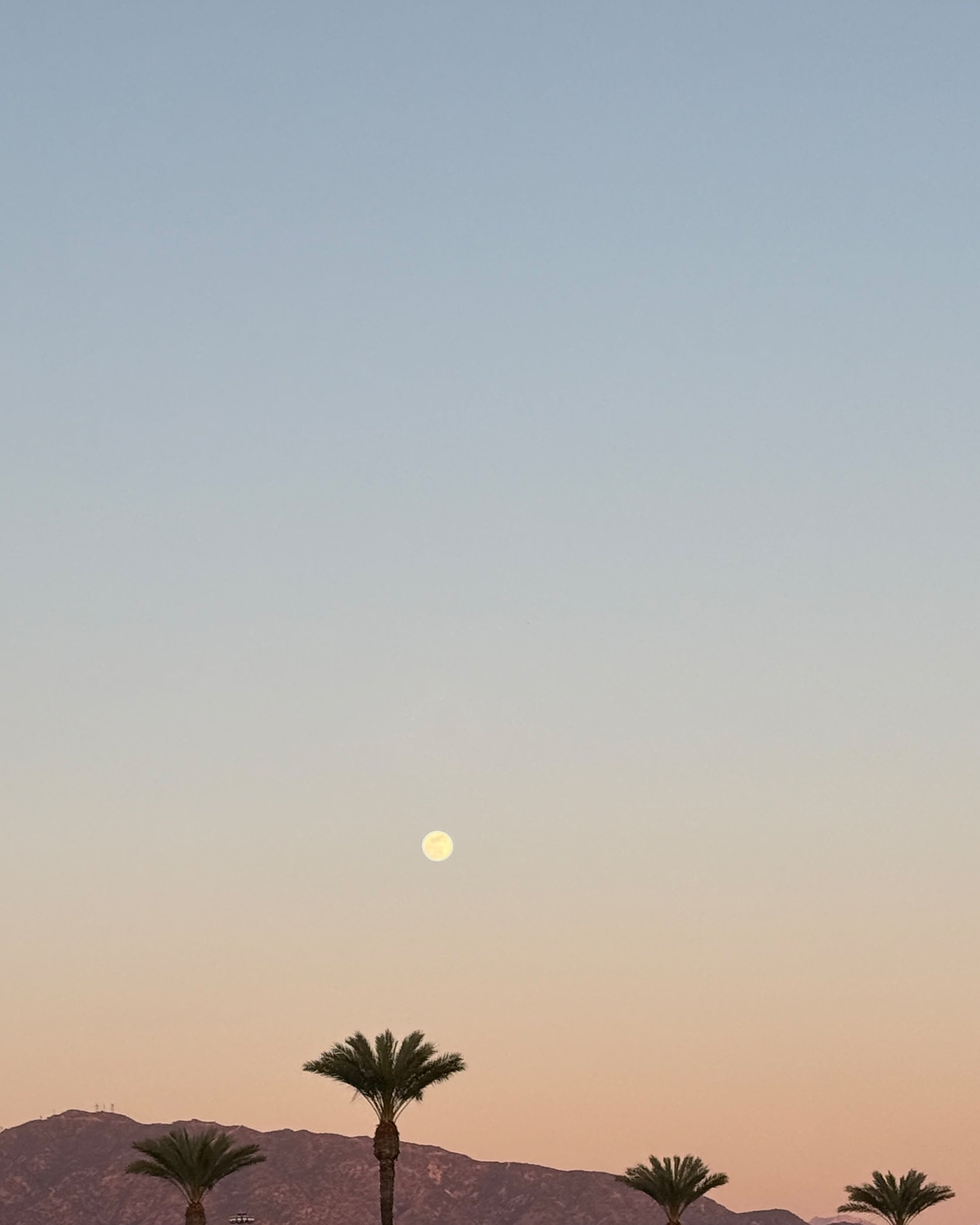 A serene Palm Springs sunset with numerous palm trees silhouetted against the vibrant sky and a crescent moon above.